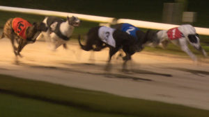 Read more about the article GREYHOUND RACING- Easter Sunday Night At Enniscorthy