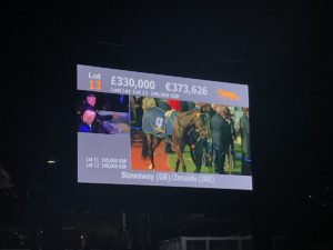 Read more about the article Wexford Handlers Dominate Cheltenham Sale