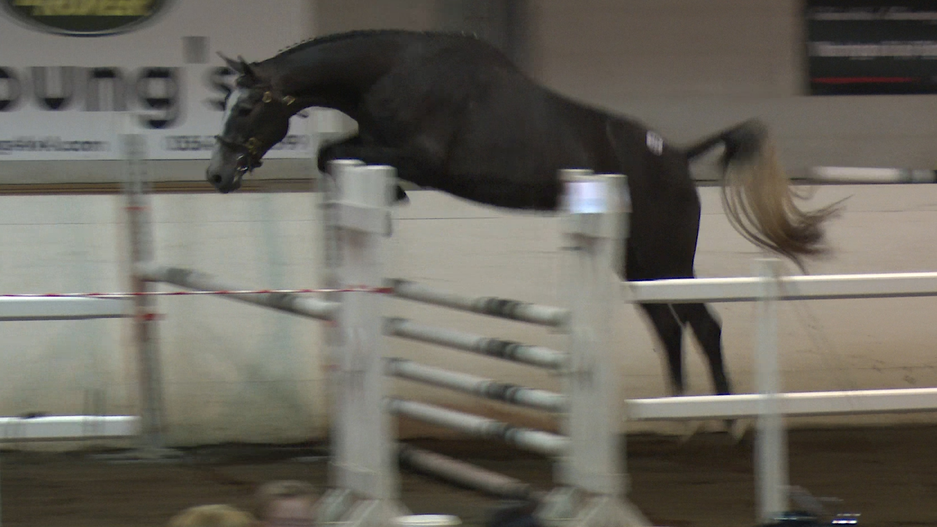 You are currently viewing Another Dublin Horse Show qualifier for Kilcannon Stud