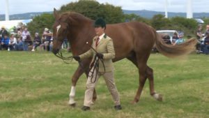 Read more about the article One fifth of 3yo All-Ireland finalists bred in Wexford