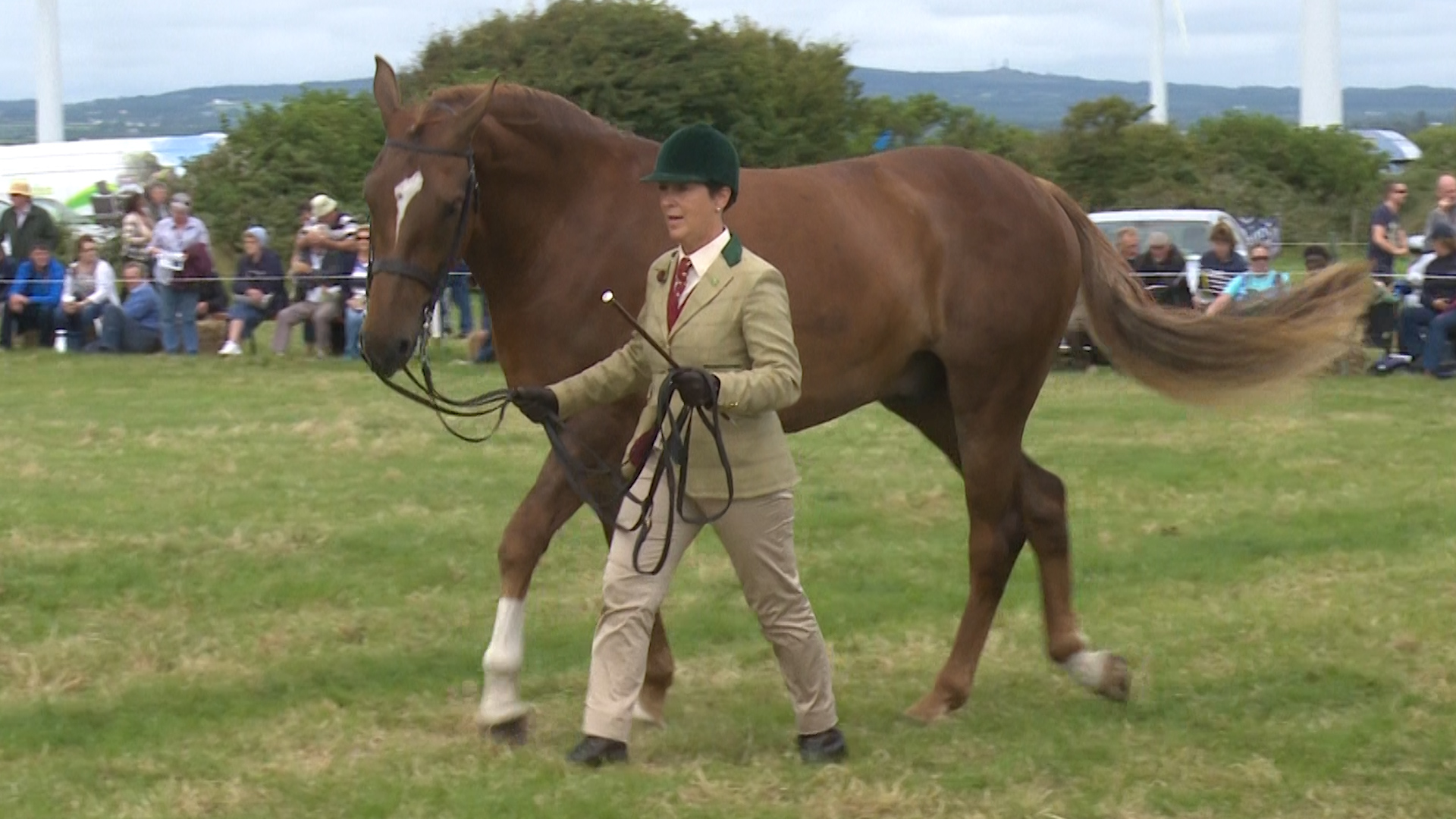 Read more about the article One fifth of 3yo All-Ireland finalists bred in Wexford