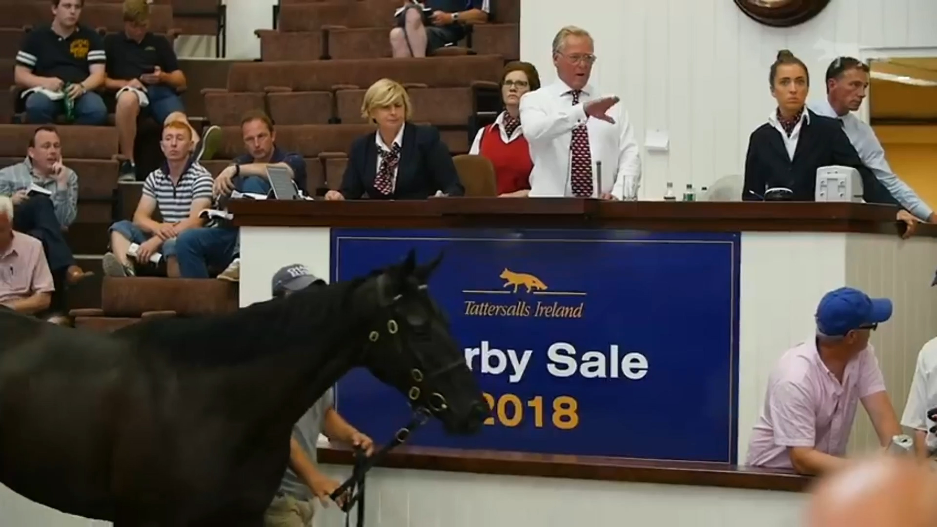 Read more about the article Doyle Brothers spend big at the Derby sale