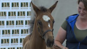 Read more about the article HSI Foal qualifiers at Wexford Equestrian Centre