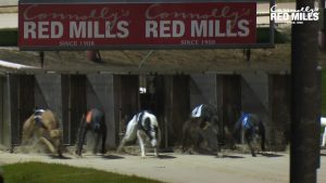 Read more about the article Greyhound Racing- Jazz sets the Beat