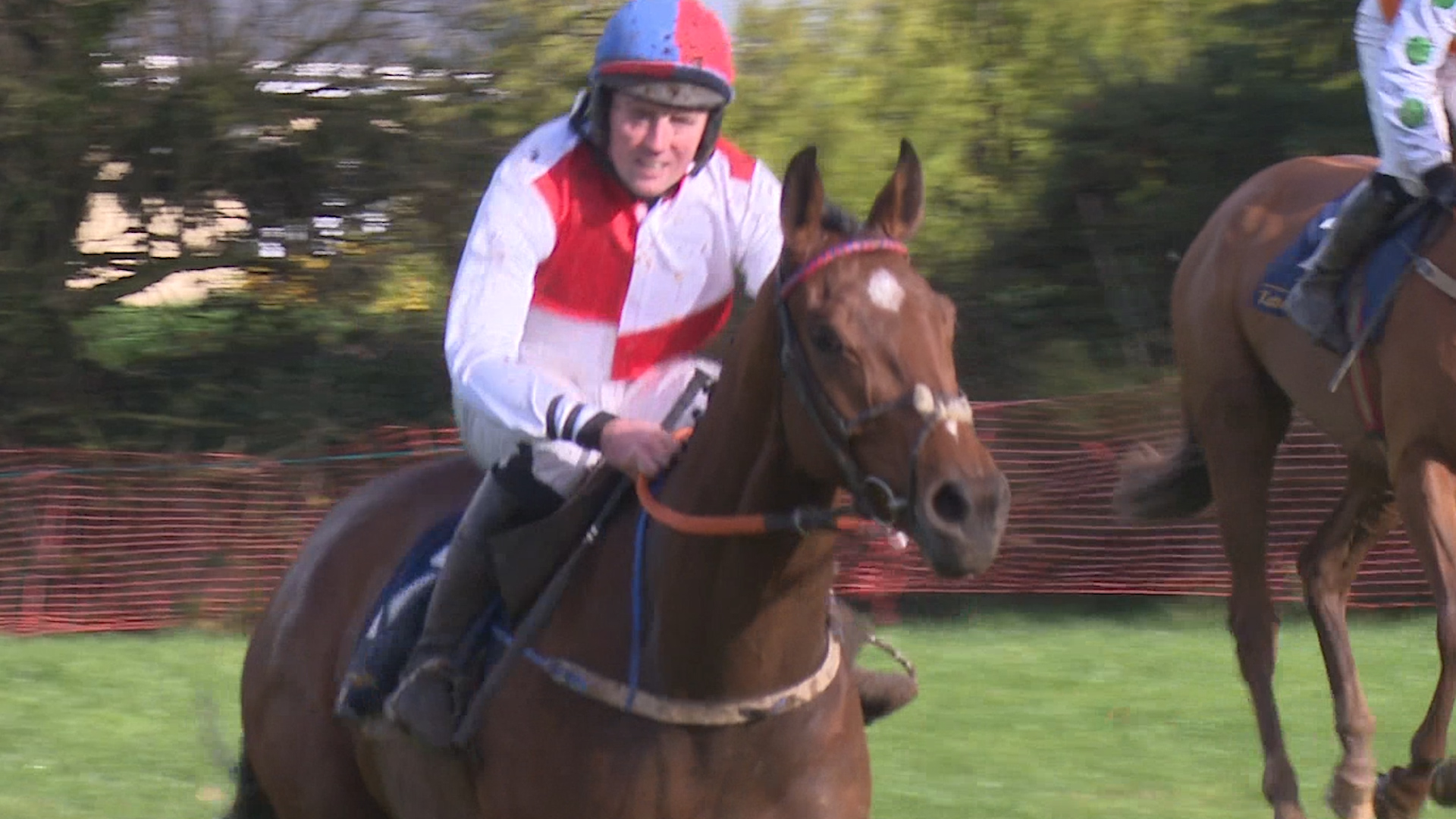 Read more about the article Good prices for Wexford horses at Cheltenham