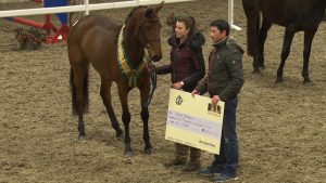 Read more about the article Wexford owners to the fore at “HSI Loose Jumping”