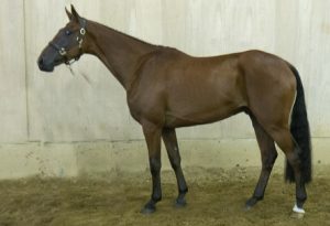 Read more about the article Monart Sale attracted the best riders in the world