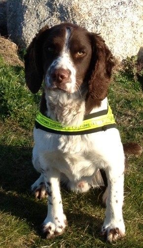 Read more about the article Cocaine worth €4.6m seized at Rosslare Europort