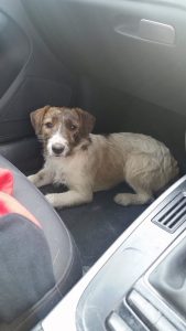 Read more about the article Riley returns to The Ballagh with a tale to tell!