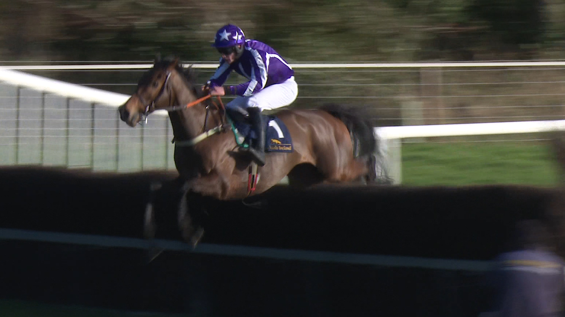 You are currently viewing Local horses sell at Doncaster this afternoon