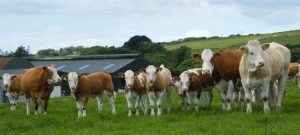 Read more about the article Brexit threat to beef industry of huge concern; Browne