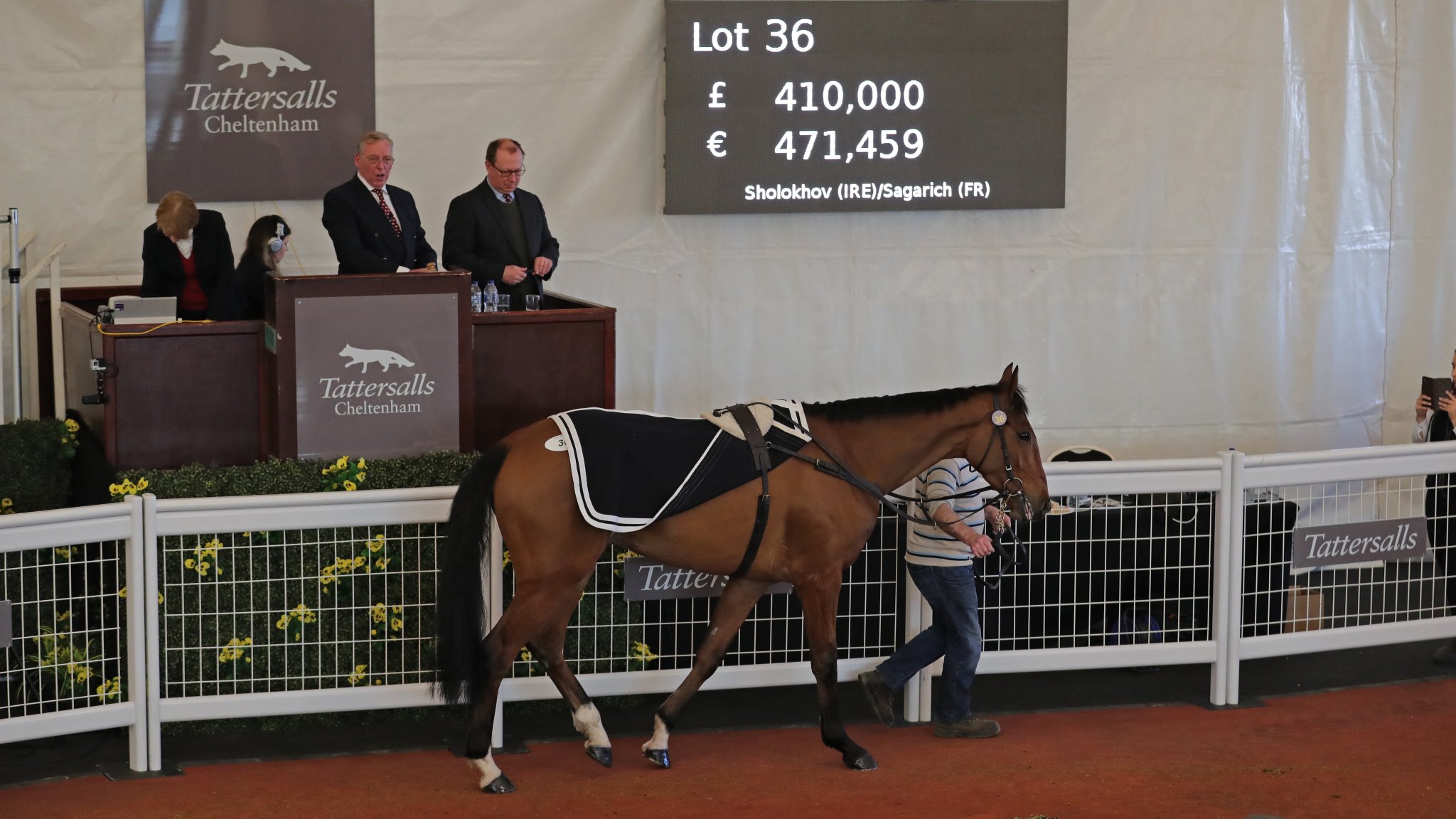 Read more about the article Farrell’s Wide Receiver tops Cheltenham Sale at £410,000