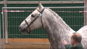 Read more about the article Wexford Irish Draught stallion achieves Class 1 status