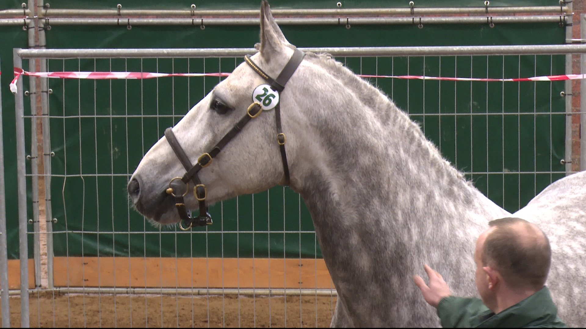 Read more about the article Wexford Irish Draught stallion achieves Class 1 status