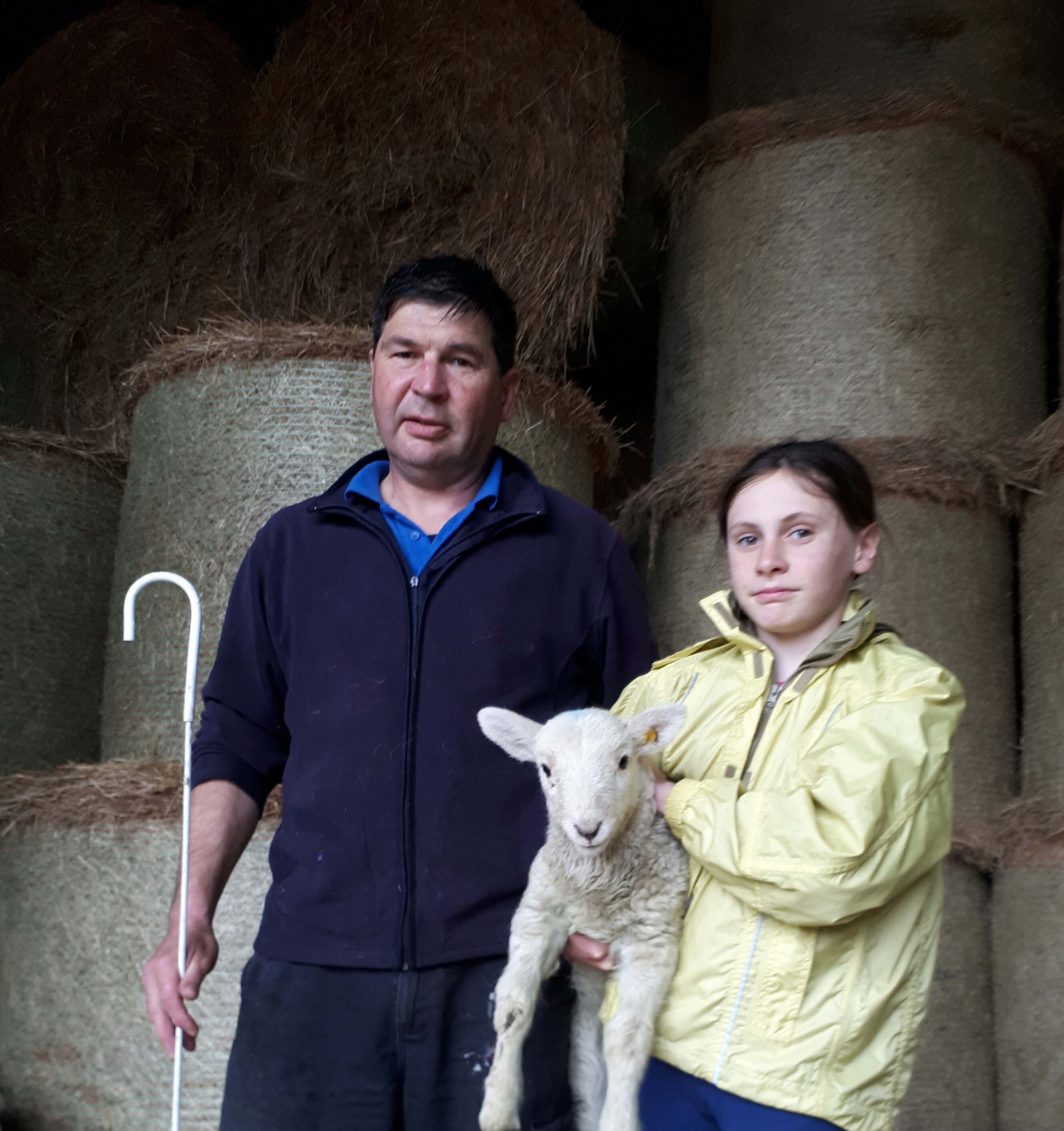 You are currently viewing Lost lamb reunited with his friendly flock