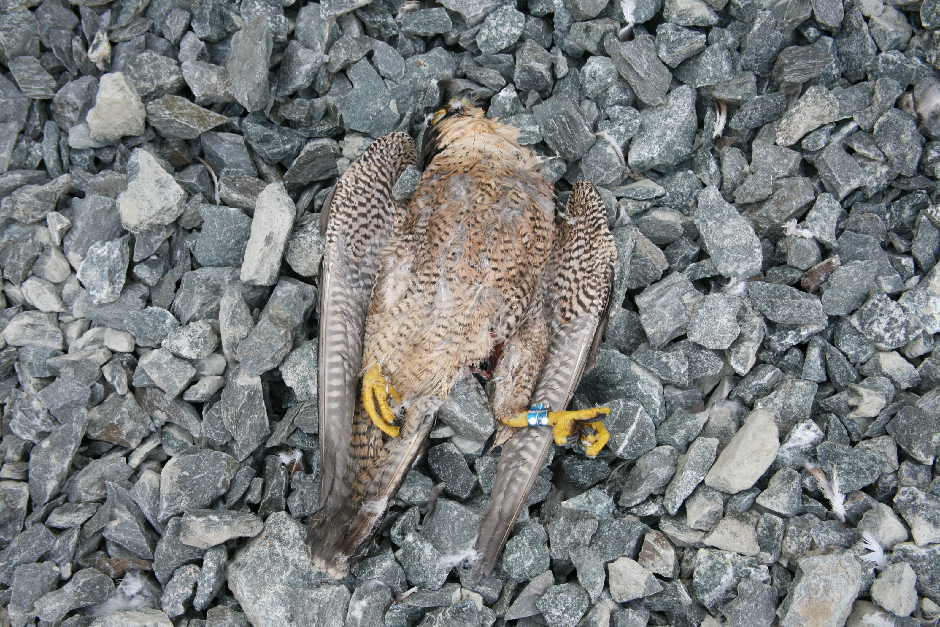 You are currently viewing NPWS investigates discovery of two dead Peregrines at a Wexford Quarry