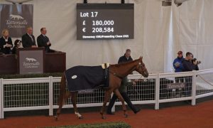 Read more about the article Cormac Doyle makes a splash at Cheltenham