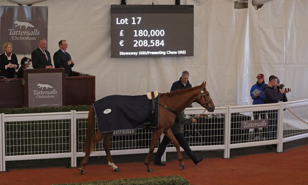 Read more about the article Cormac Doyle makes a splash at Cheltenham