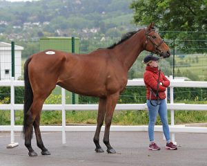 Read more about the article Local horses sold at Cheltenham this afternoon