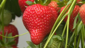 Read more about the article The Village at Wheelock’s is a new venture