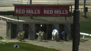 Read more about the article Enniscorthy Greyhound Track loses major sponsor