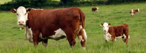 Read more about the article Catastrophic scenario facing Wexford beef farmers?