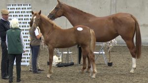 Read more about the article HSI Foal Championship in Wexford
