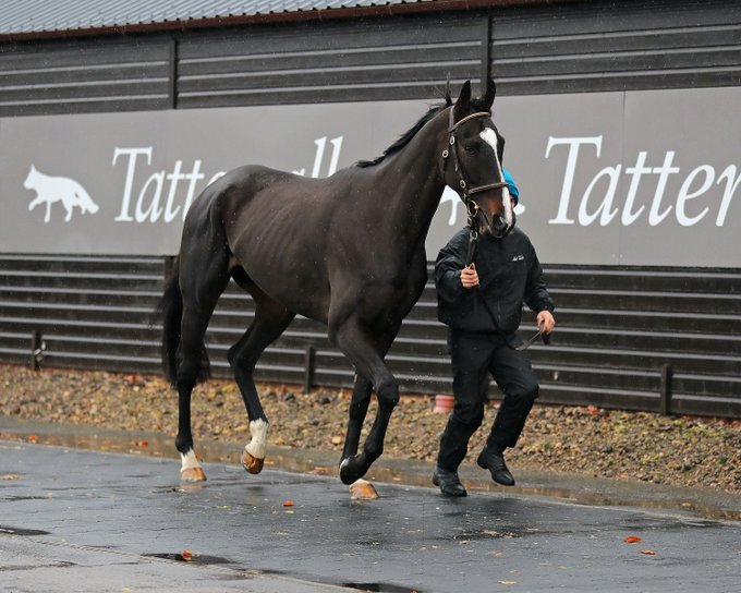 Read more about the article Bowe’s “Fiston des Issards (FR)” makes £255,000 at Cheltenham