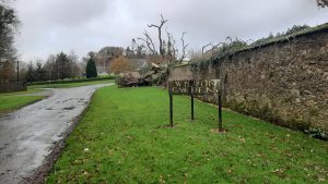Read more about the article Wilton Castle giant oak falls in a storm