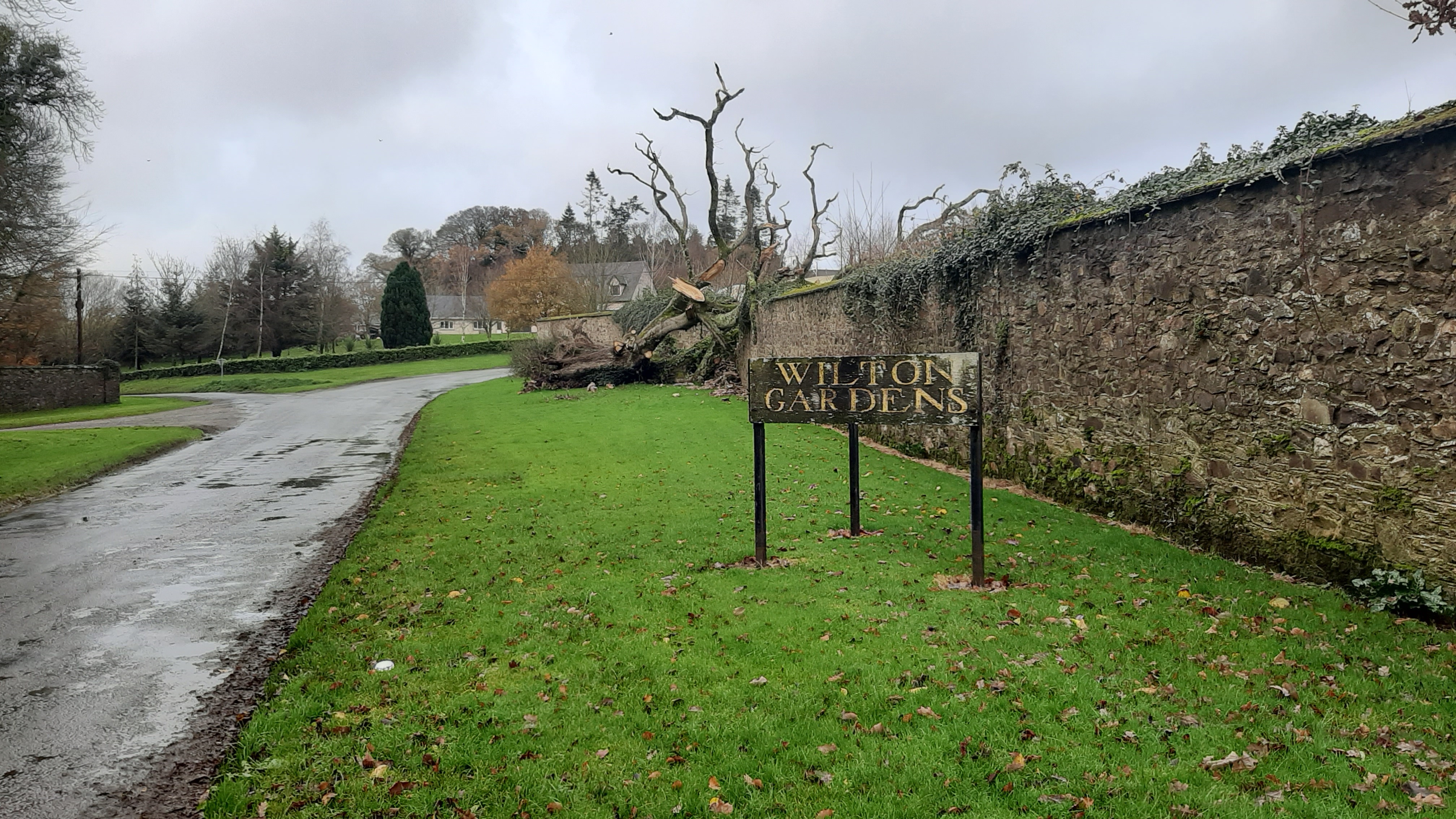Read more about the article Wilton Castle giant oak falls in a storm