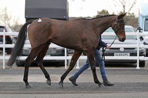 Read more about the article Colm Murphy’s, Es Perfecto, best of the locals at Cheltenham