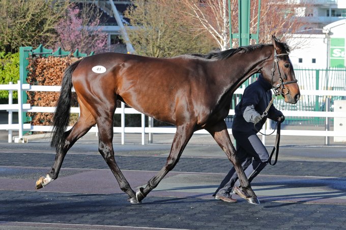 You are currently viewing Bowe’s horses realize €700,000 at Cheltenham