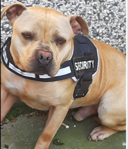 Read more about the article Detained at Gorey Garda Station