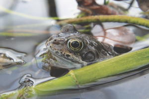Read more about the article Are there any Frogs in Wexford?