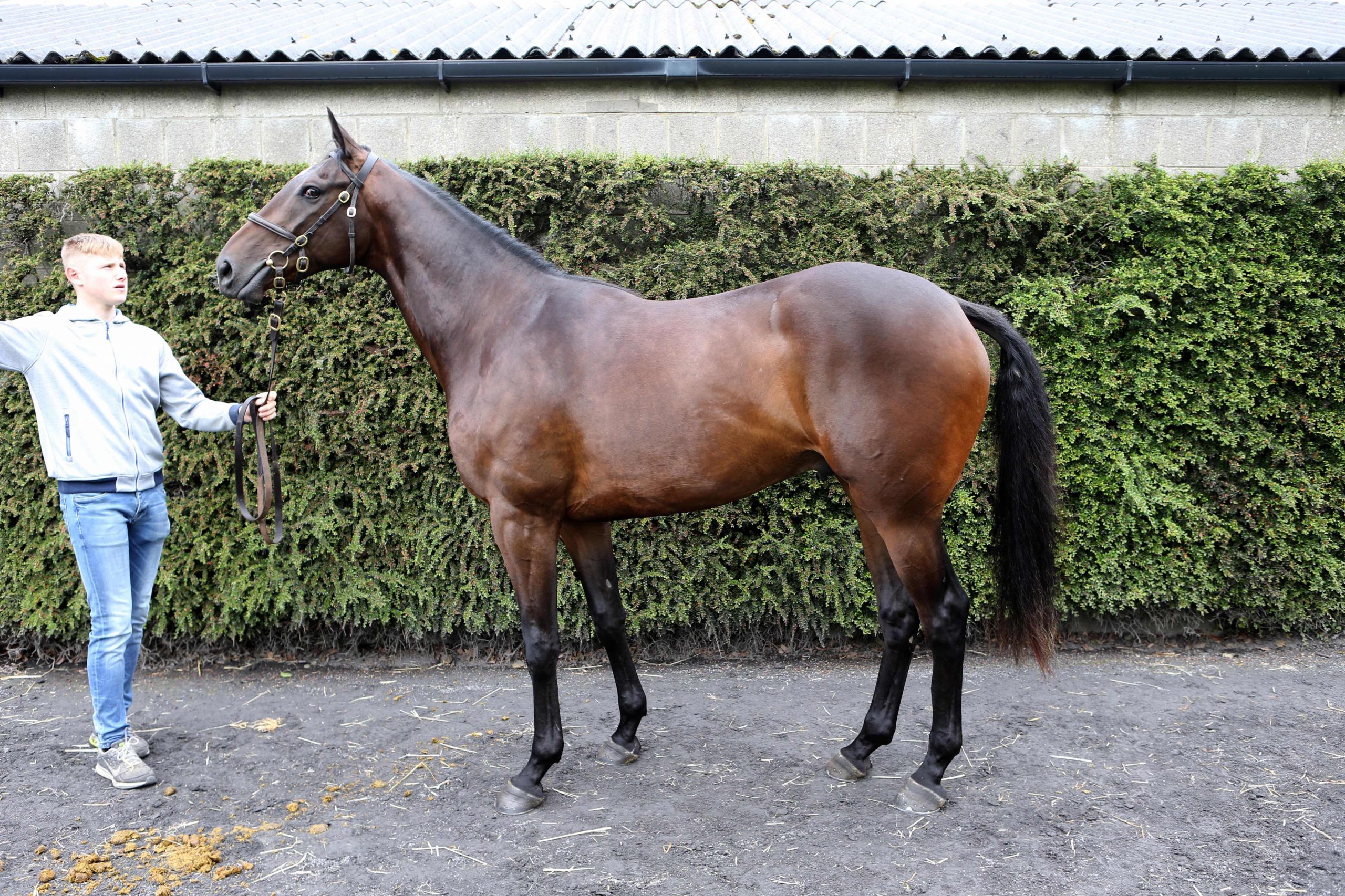 Read more about the article O’Neill treble & Bowe double at Lingstown