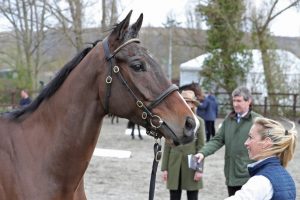 Read more about the article Big prices at Cheltenham but stats are back