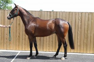 Read more about the article Killer Kane collects at Ballycahane