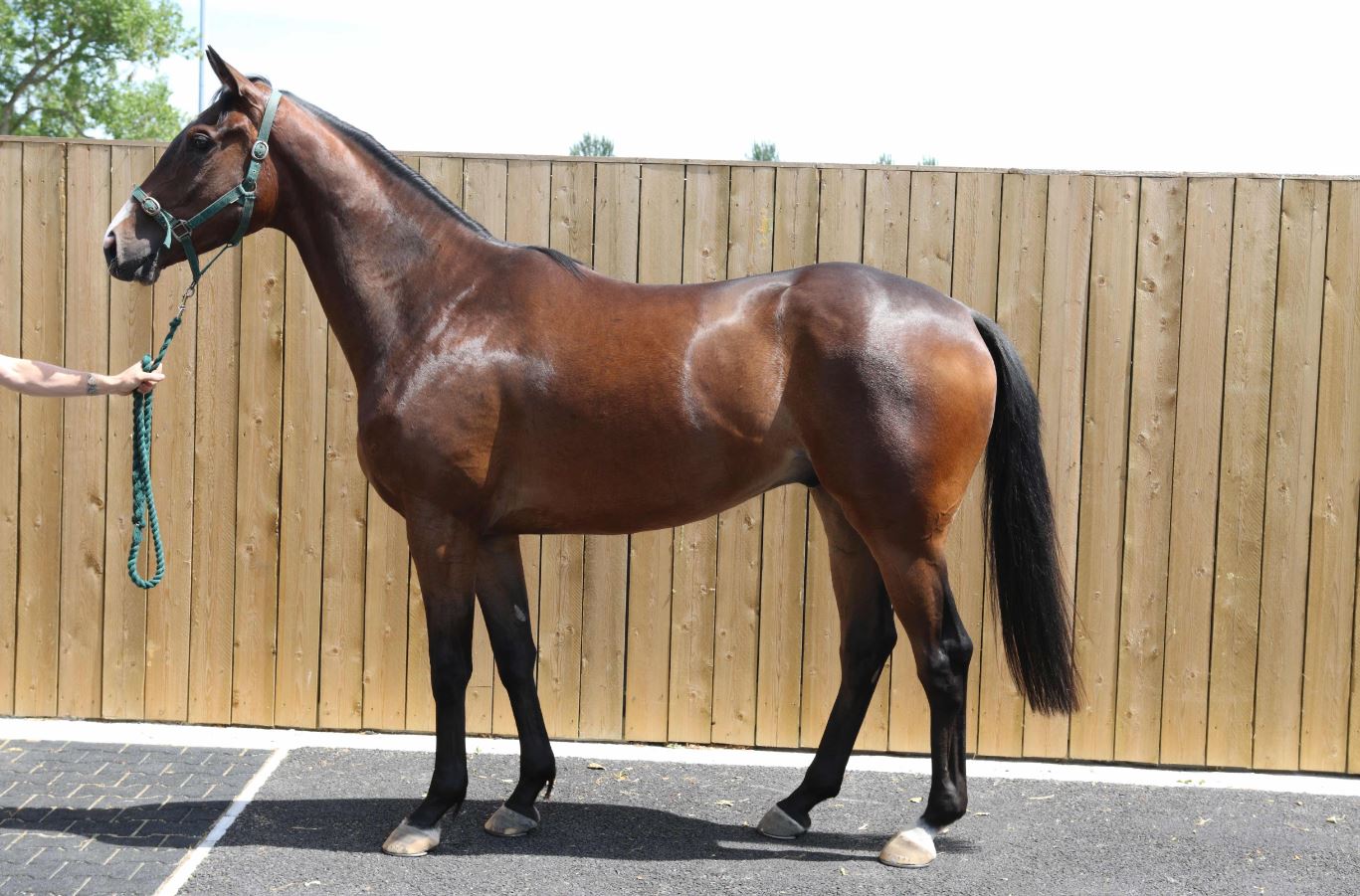 You are currently viewing Killer Kane collects at Ballycahane