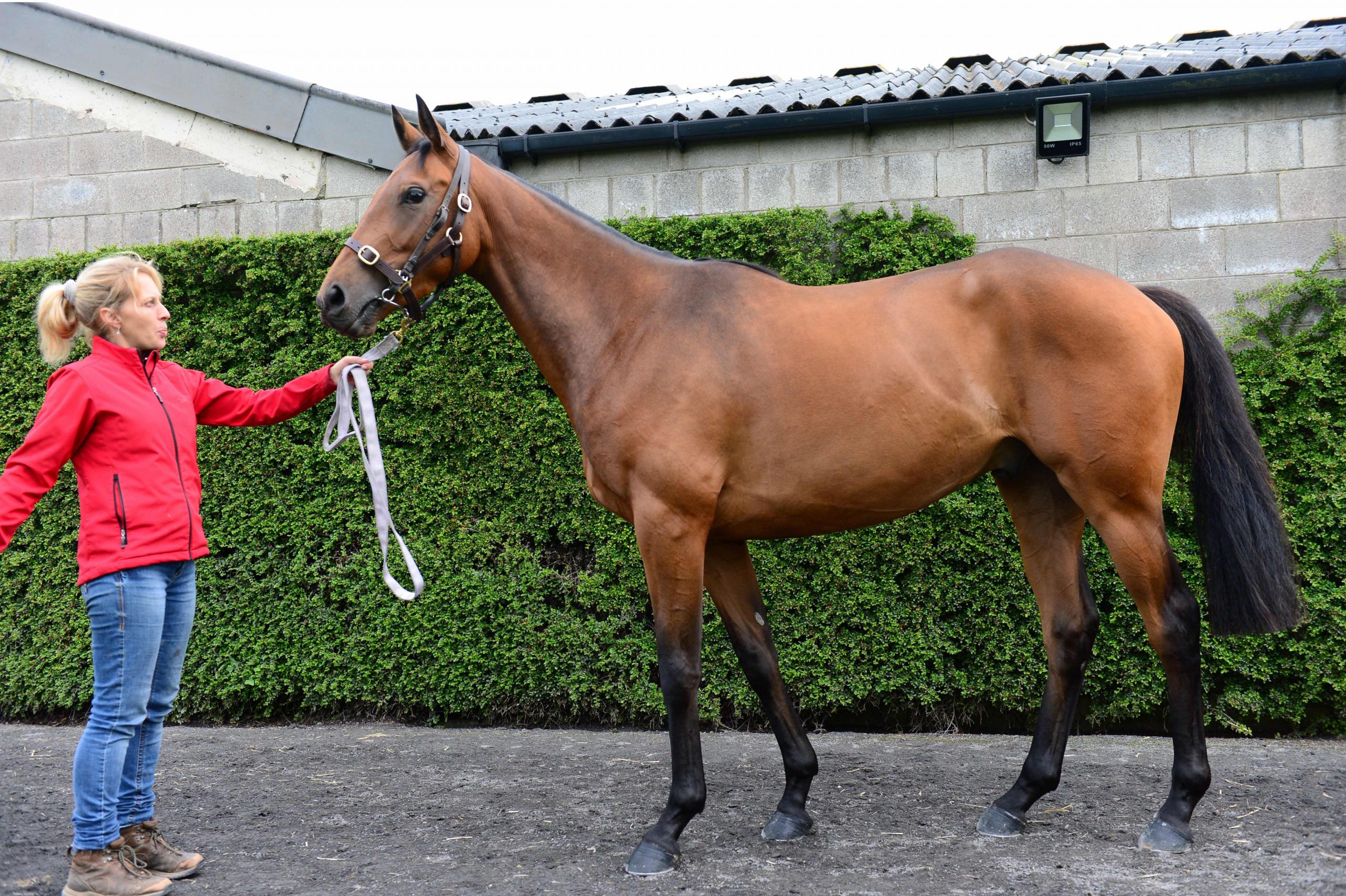 Read more about the article Sunday Preview for Lingstown Point-to-Point