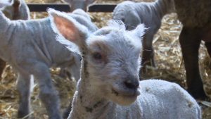 Read more about the article Tinahely sextuplets ring in Spring