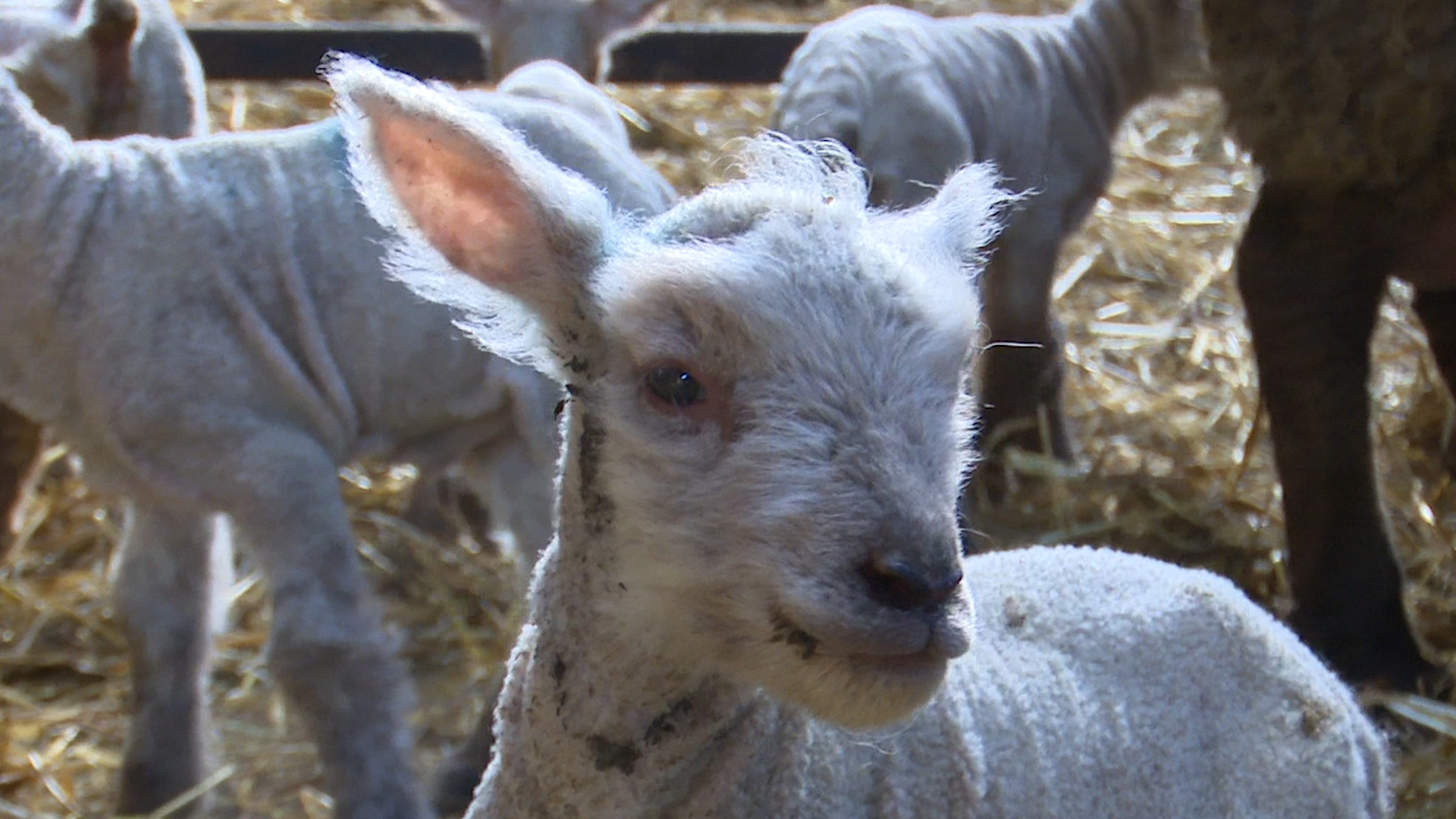 Read more about the article Tinahely sextuplets ring in Spring