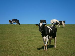 Read more about the article Glanbia Milk Price Remains Unchanged