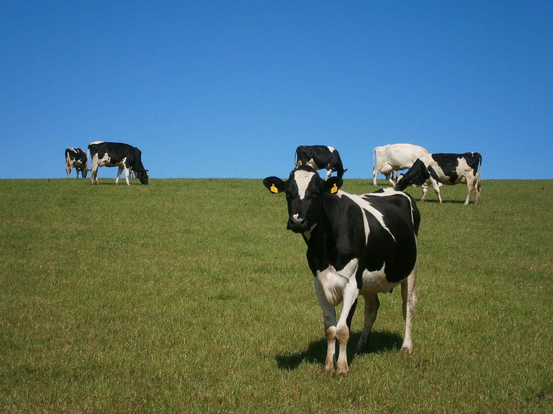 Read more about the article Dry Spell to Impact on Milk Supply