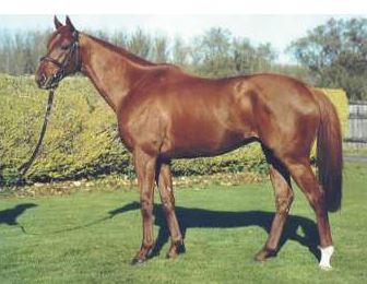 Read more about the article Sandmason & Arcadio Are A Loss To Breeders