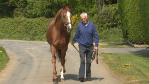 Read more about the article Breeding Season In Full Swing At Killack Stud