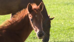 Read more about the article Racing Needs To Return