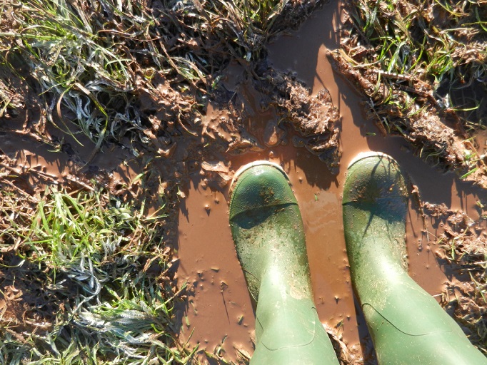 Read more about the article Leptospirosis – Are you at risk?