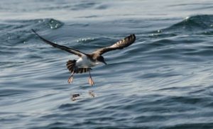 Read more about the article Great Saltee Rat Eradication Project