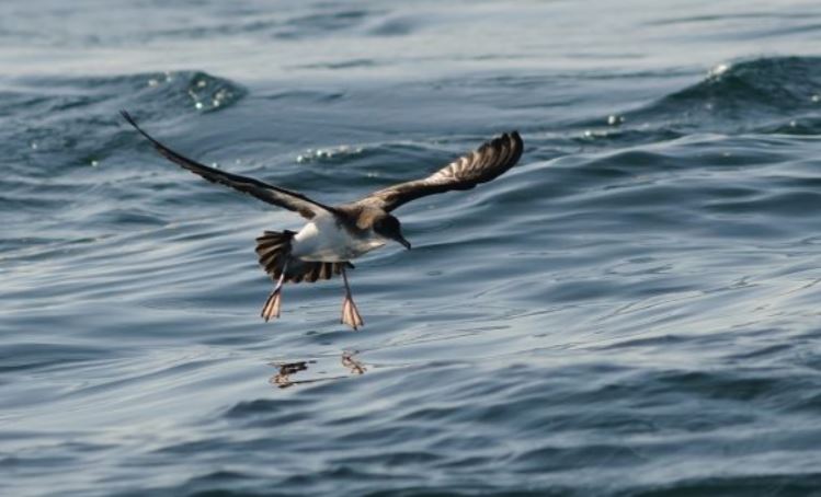 Read more about the article Great Saltee Rat Eradication Project