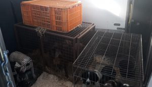 Read more about the article Dogs Seized In Rosslare Europort